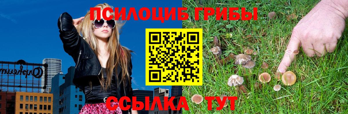 Галлюциногенные грибы Psilocybe Пушкино